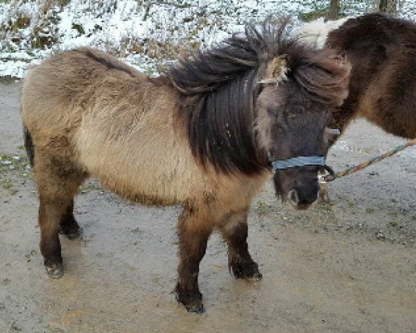broodmare Weeping Willow von den Frechdachsen (Shetland pony (under 87 cm), 2014, from Appie Liebas)