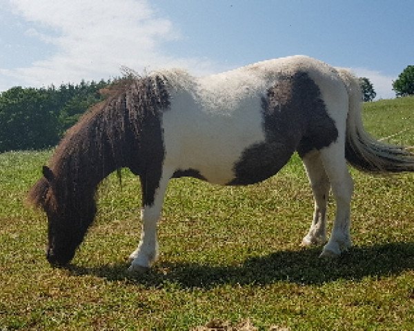 broodmare United Colour von Salza (Shetland Pony,  , from Appie Liebas)