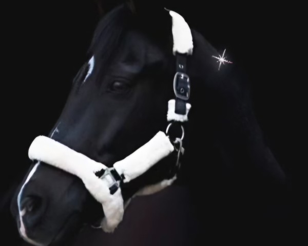 jumper Vishnu 2 (German Riding Pony, 2004, from Viscount)