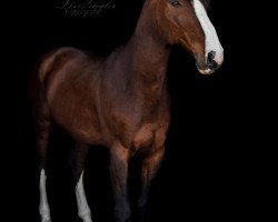jumper Damasco Vitanova (KWPN (Royal Dutch Sporthorse), 2008, from Lord Z)