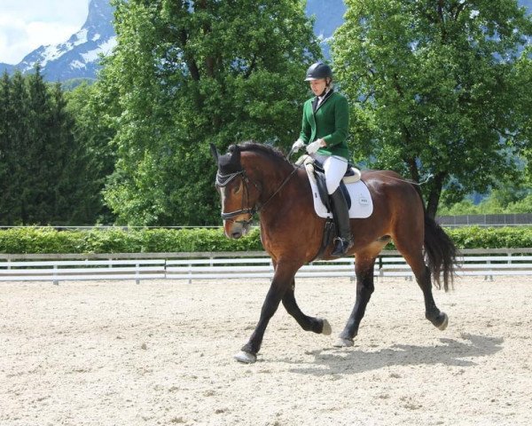Dressurpferd Filaro (Noriker, 2016, von Fox Elmar XIV) Dressurpferd Filaro (Noriker, 2016, von Fox Elmar XIV)