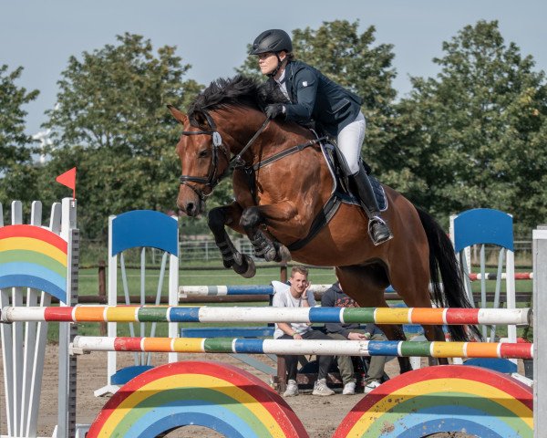 jumper Acardo (Hanoverian, 2006, from Abke 4)