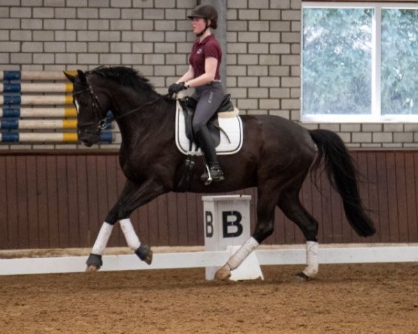 dressage horse Dante 136 (Hanoverian, 2014, from Harmony's Desiderio)