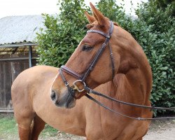 jumper Nabab de Coeur Dree Boeken (Hanoverian, 2013, from Nabab de Rêve)