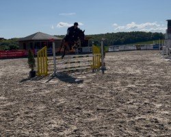 jumper Commander 42 (Westphalian, 2019, from Conteur)