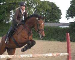 jumper Solita H (Holsteiner, 2002, from Cardino)