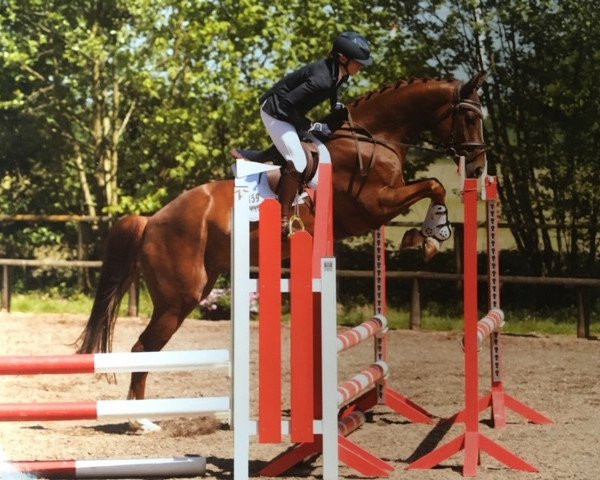 dressage horse Ferryman P (Hanoverian, 2012, from Fuechtels Floriscount OLD) dressage horse Ferryman P (Hanoverian, 2012, from Fuechtels Floriscount OLD)