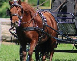 broodmare Lilly KF (Shetland Pony, 2017, from Ole)