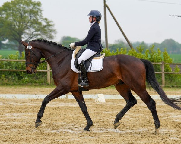 Pferd Edler vom Lauf (Westfale, 2019)