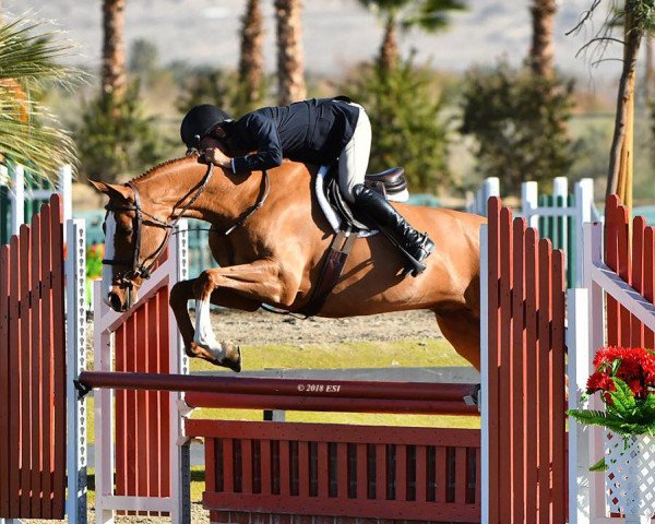 horse XL Action (Oldenburg, 2012, from Action-Breaker)