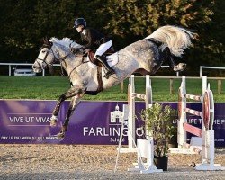 jumper Konrad Obolensky (Swedish Warmblood, 2017, from Cornet Obolensky)
