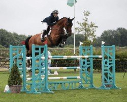 jumper PORTO VAN DE BROY (Belgian Warmblood, 2015, from Thunder van de Zuuthoeve)