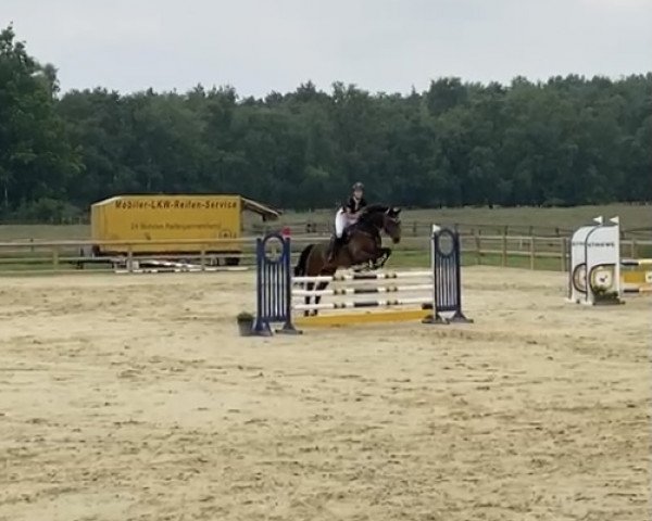 jumper Cencenighe (Hanoverian, 1998, from Calido I)