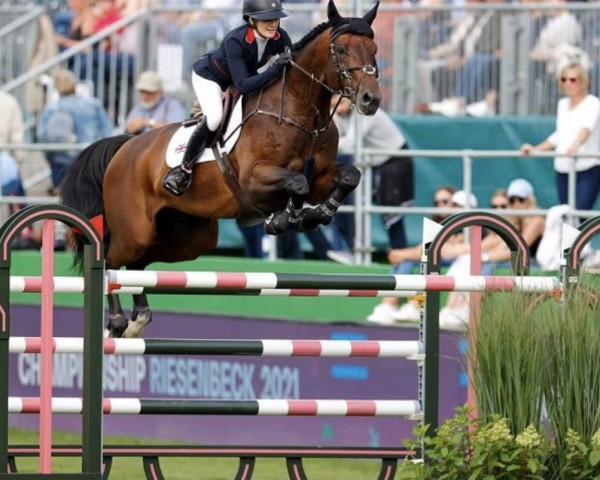 Deckhengst Z7 Ascot (Irish Sport Horse, 2011, von Nonstop)