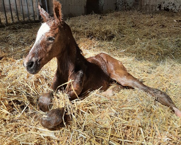 stallion Vranz (Westphalian, 2021, from Vaderland OLD)