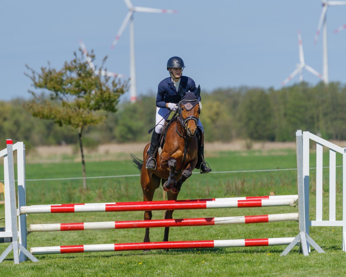 Dressurpferd Firefly MF (Trakehner, 2019, von Tarison)