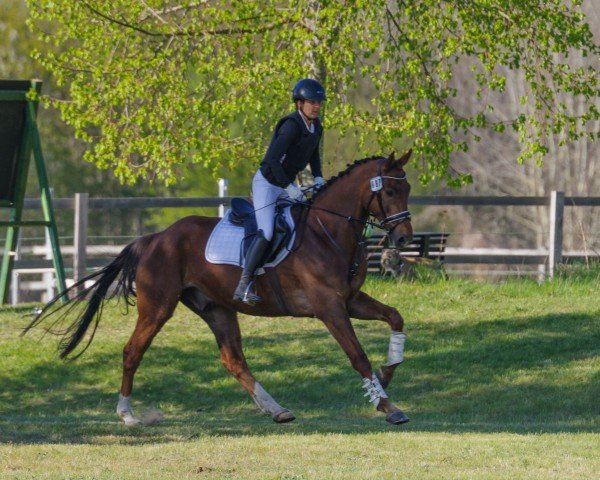 Dressurpferd Quintino 24 (Hannoveraner, 2019, von Quat-Royal)