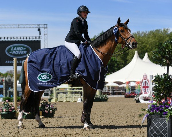 Springpferd Z7 Qamar (Holsteiner, 2010, von Quidado)
