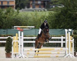 jumper Three Stars Charlie Brown (German Riding Pony, 2014, from Champion Indeed)