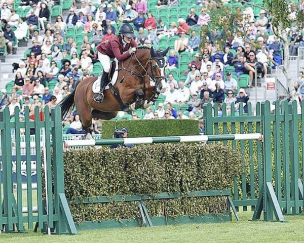 jumper Crispien (Holsteiner, 2000, from Carpaccio)