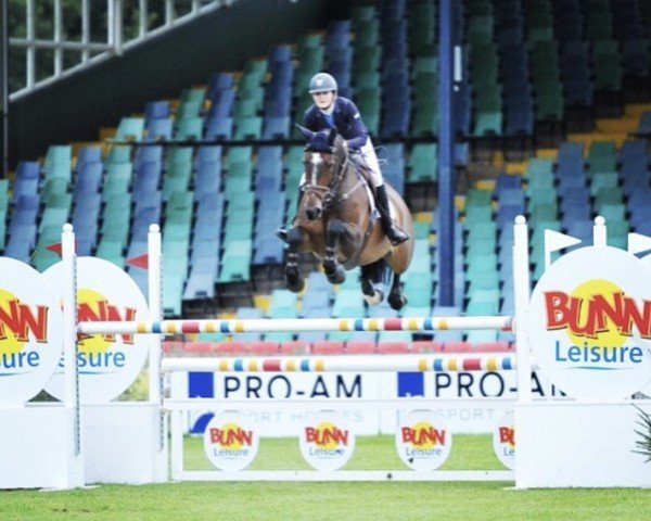 Springpferd Billy Haze (Anglo Europäisches Sportpferd, 2009, von Billy Congo)