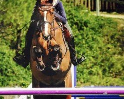 jumper Sasha 55 (anglo european sporthorse, 2009, from Quannan-R)
