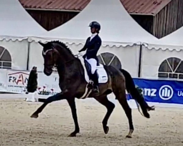 dressage horse Daxplus (Hanoverian, 2019, from Da Costa)