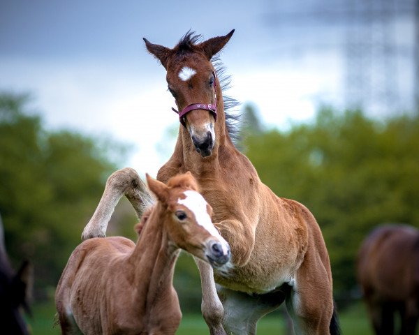 horse Bon-Joker P (Westphalian, 2021, from Bonfire HW)