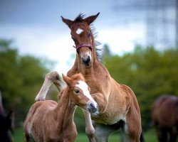 horse Bon-Joker P (Westphalian, 2021, from Bonfire HW)