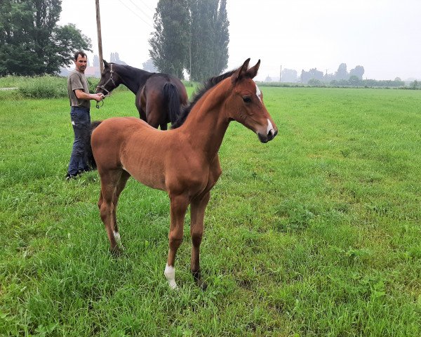 broodmare Sissi (Hanoverian, 2021, from Sir Heinrich OLD)