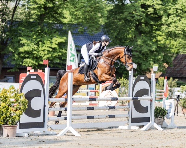 Springpferd Casulea (Westfale, 2017, von Cassus 2)