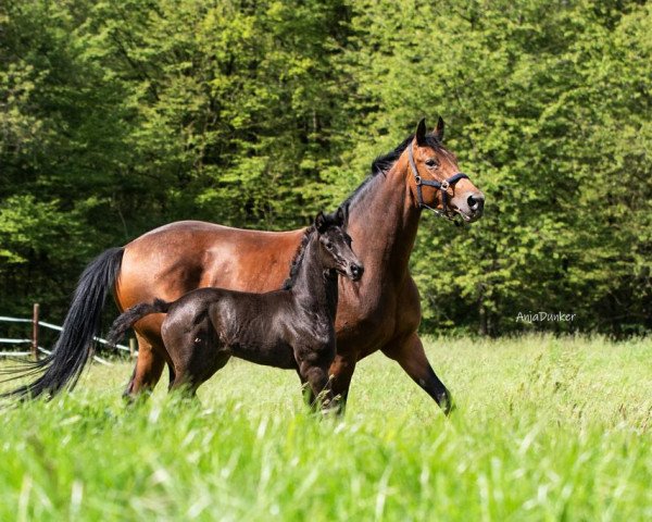 horse Social Media (Westphalian, 2021, from Selectric)