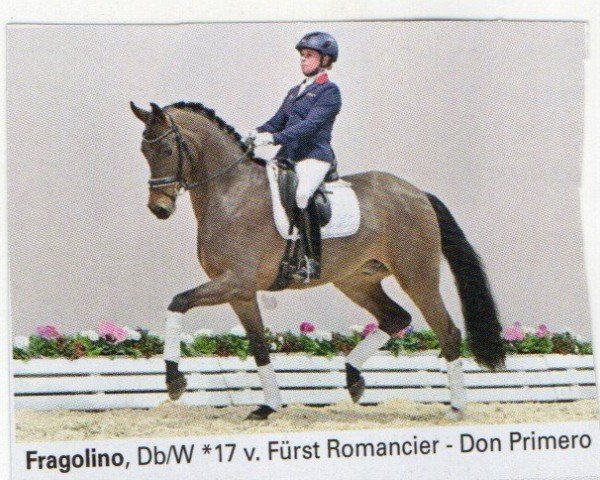 Pferd Fragolino (Oldenburger, 2017) Pferd Fragolino (Oldenburger, 2017)