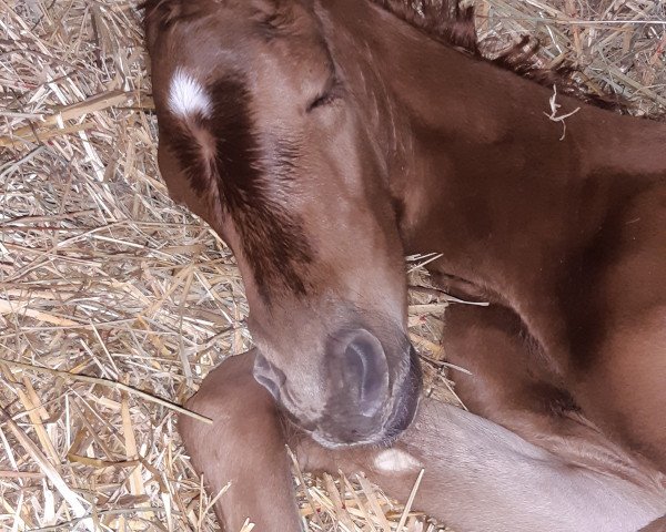 broodmare Pocahontas K (Oldenburg show jumper, 2021, from Poker de Mariposa Tn)