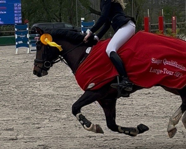 jumper Gaarzer Casimir (New Forest Pony, 2016, from Koetsiershoeve Cream on Top)