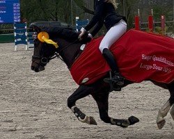 jumper Gaarzer Casimir (New Forest Pony, 2016, from Koetsiershoeve Cream on Top)