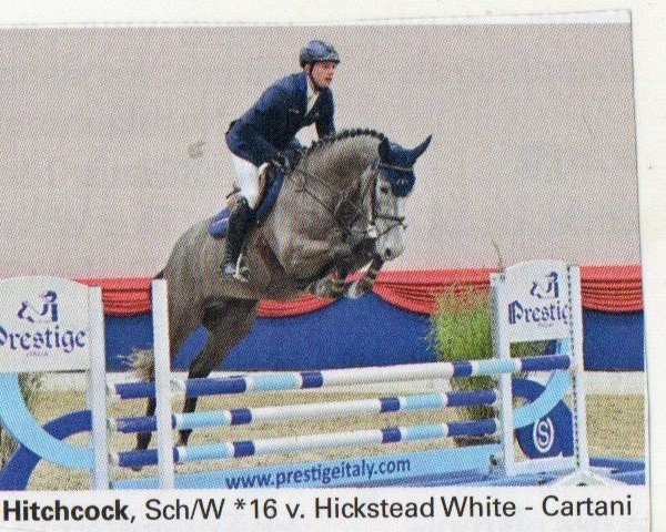 stallion Hitchcock 59 (Oldenburg show jumper, 2016, from Hickstead White)
