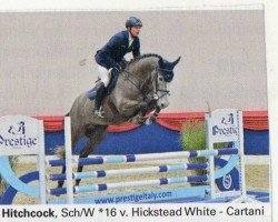 stallion Hitchcock 59 (Oldenburg show jumper, 2016, from Hickstead White)