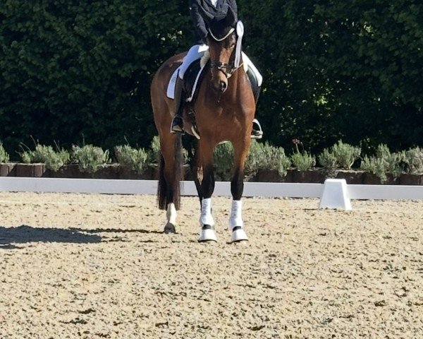 horse Tea Time Himmerich (Oldenburg, 2021, from Total McLaren)