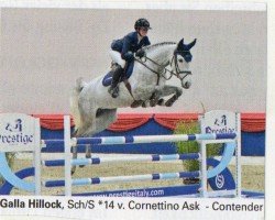 horse Galla Hillock (Oldenburg show jumper, 2014, from Cornettino Ask)