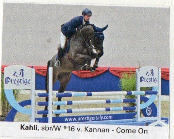 Springpferd Kahli 3 (Oldenburger Springpferd, 2016, von Kannan)