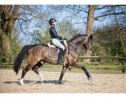 dressage horse Cherubin 18 (unknown, 2013)