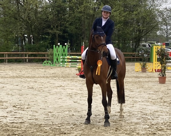 Springpferd Cardan 4 (Hannoveraner, 2018, von Carridam)