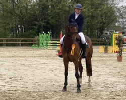 Springpferd Cardan 4 (Hannoveraner, 2018, von Carridam)