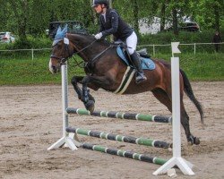 jumper Quibella 6 (German Sport Horse, 2012, from Quidam's Rubin)