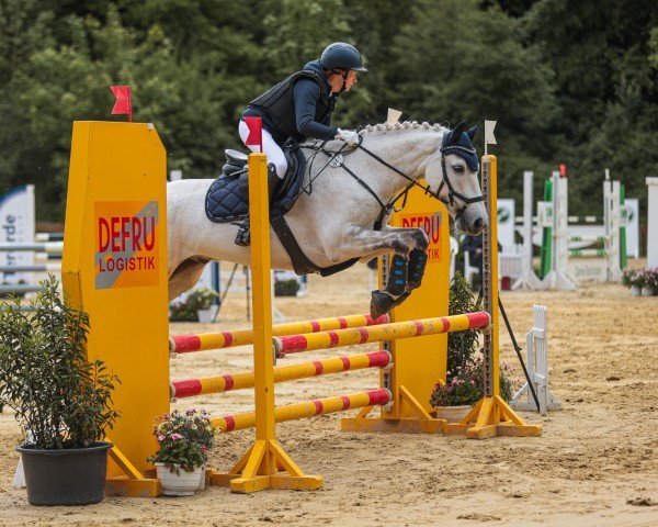 Springpferd Ashbrook Winter (Connemara-Pony, 2018, von Ashbrook Thunder)