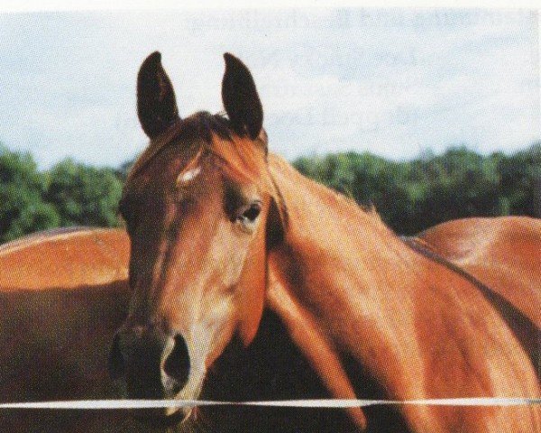 horse Badger (Quarter Horse, 1995, from Olena San Badger)