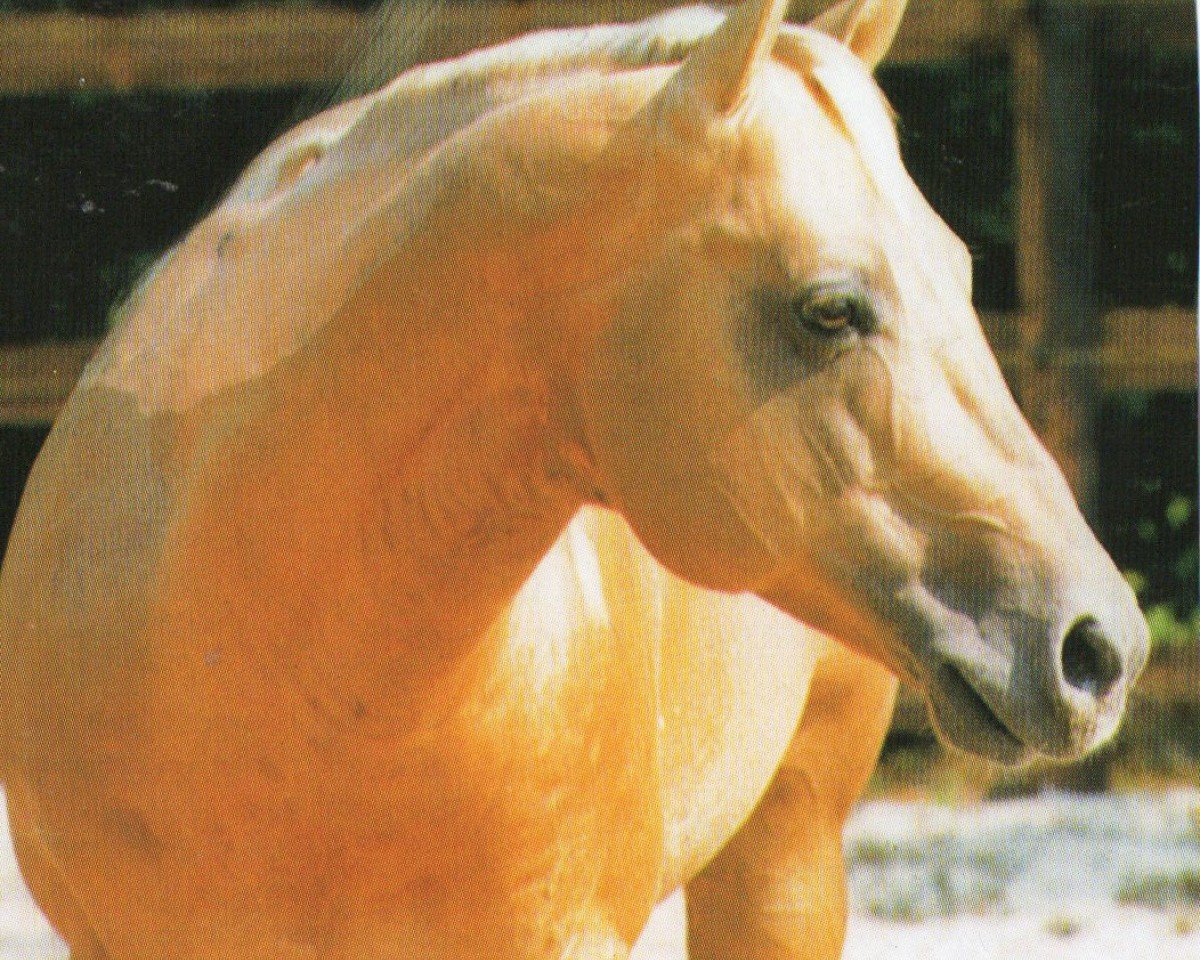 Deckhengst Tuck R Command (Quarter Horse, 1989, von Fritz Command)