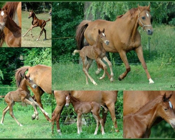 horse Vesikko (Trakehner, 2017, from Icare d'Olympe AA)