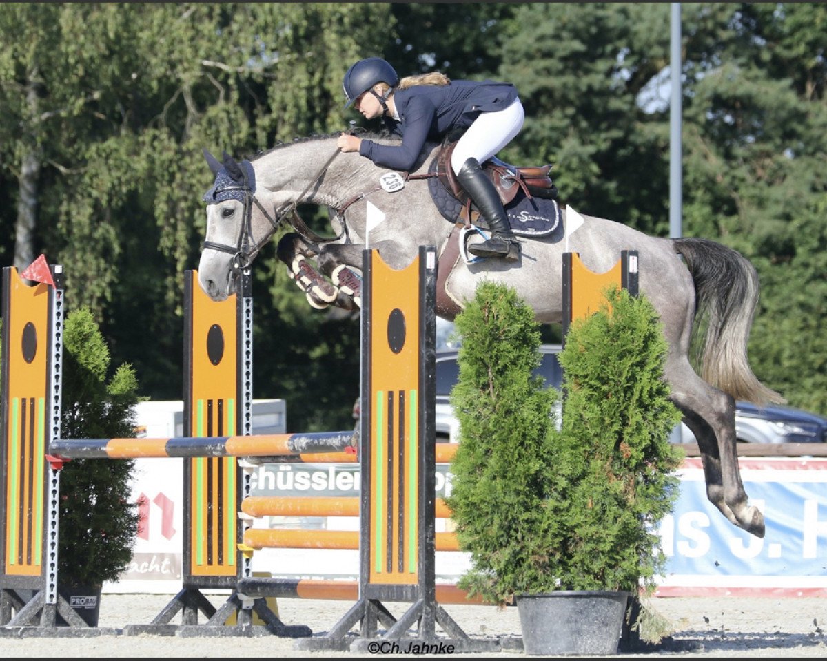 jumper Charlottenburg LA (Hanoverian, 2016, from Clarimo Ask)